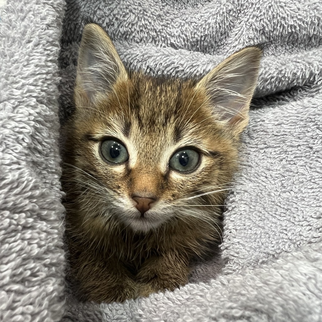 Surrey, an adoptable Domestic Short Hair in Bismarck, ND, 58507 | Photo Image 3