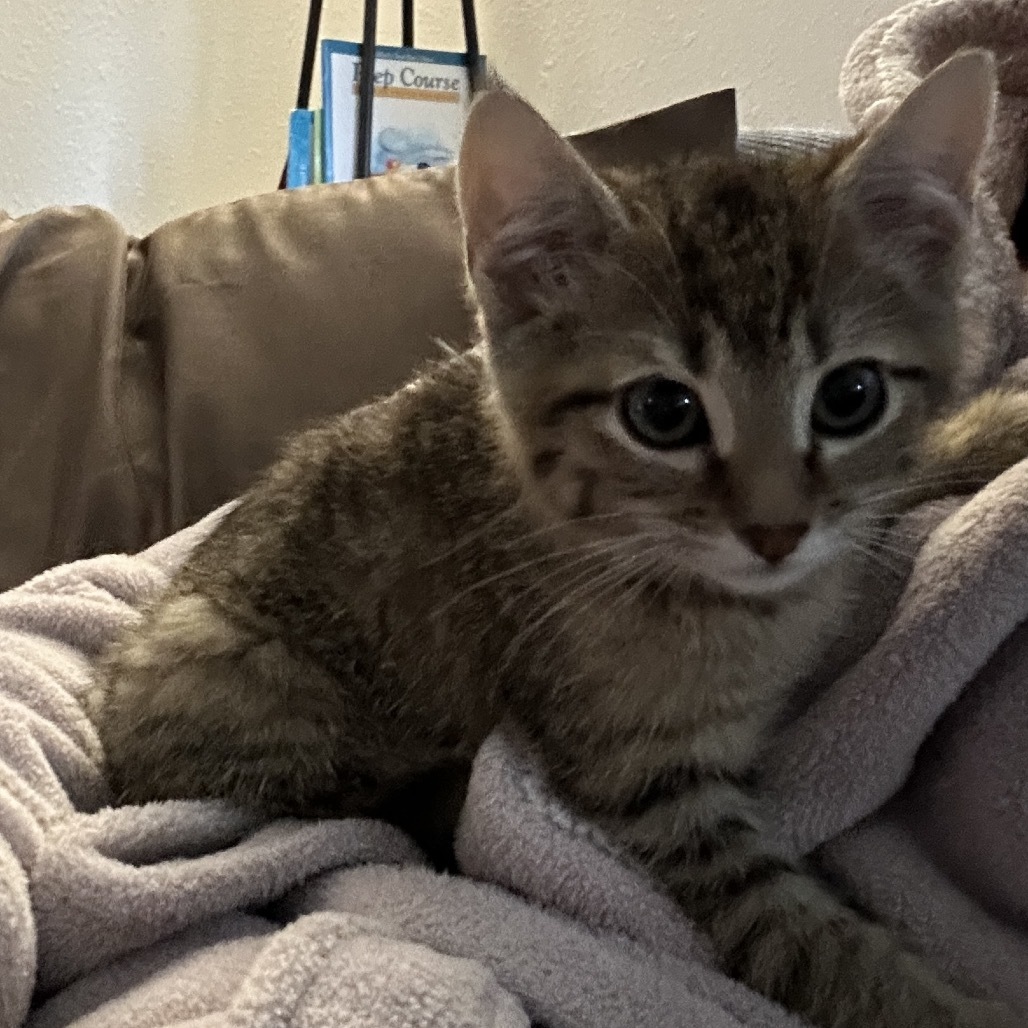 Surrey, an adoptable Domestic Short Hair in Bismarck, ND, 58507 | Photo Image 4