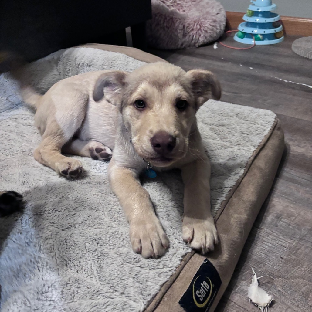 Sable, an adoptable Mixed Breed in Bismarck, ND, 58507 | Photo Image 1