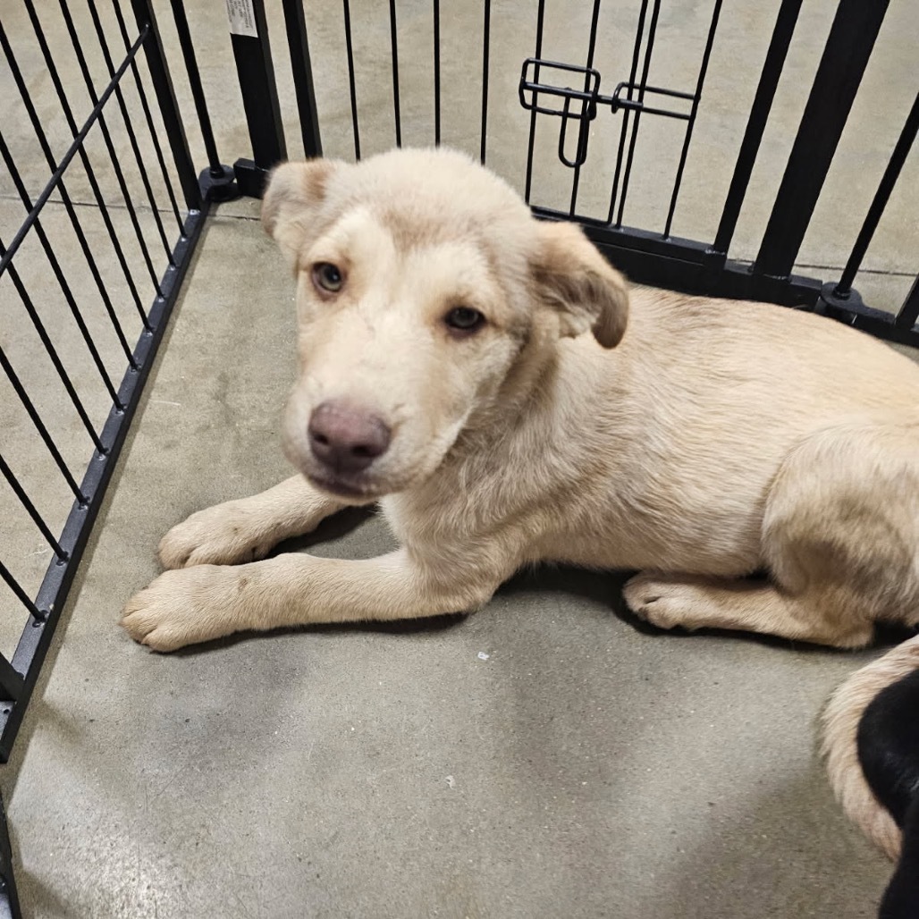 Sable, an adoptable Mixed Breed in Bismarck, ND, 58507 | Photo Image 2