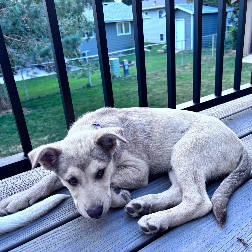Sable, an adoptable Mixed Breed in Bismarck, ND, 58507 | Photo Image 3