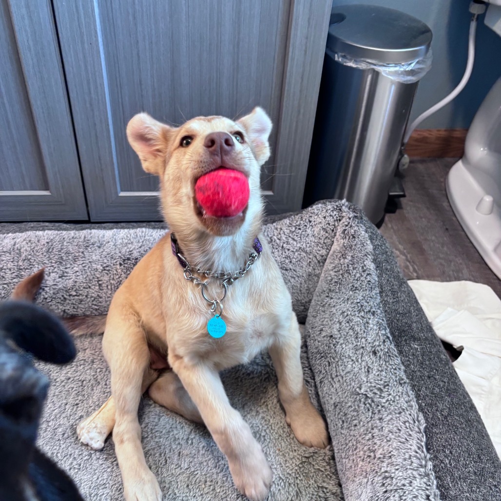 Sable, an adoptable Mixed Breed in Bismarck, ND, 58507 | Photo Image 5