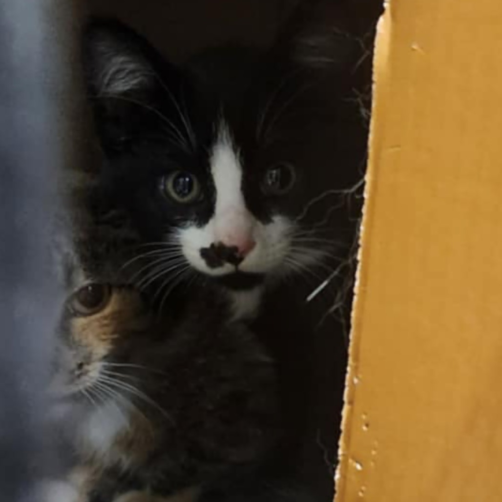 Bonk, an adoptable Domestic Short Hair in Bismarck, ND, 58507 | Photo Image 1