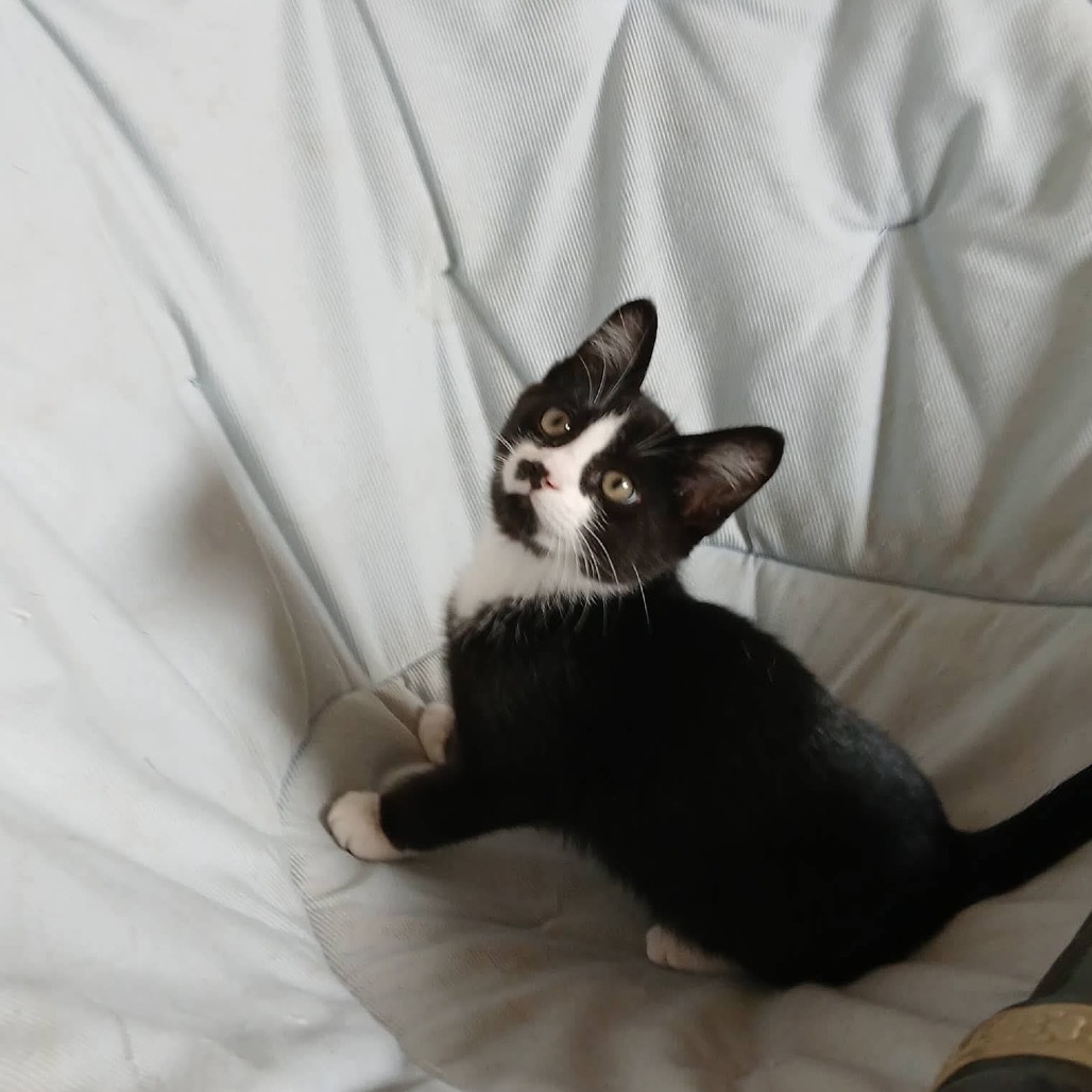 Bonk, an adoptable Domestic Short Hair in Bismarck, ND, 58507 | Photo Image 3