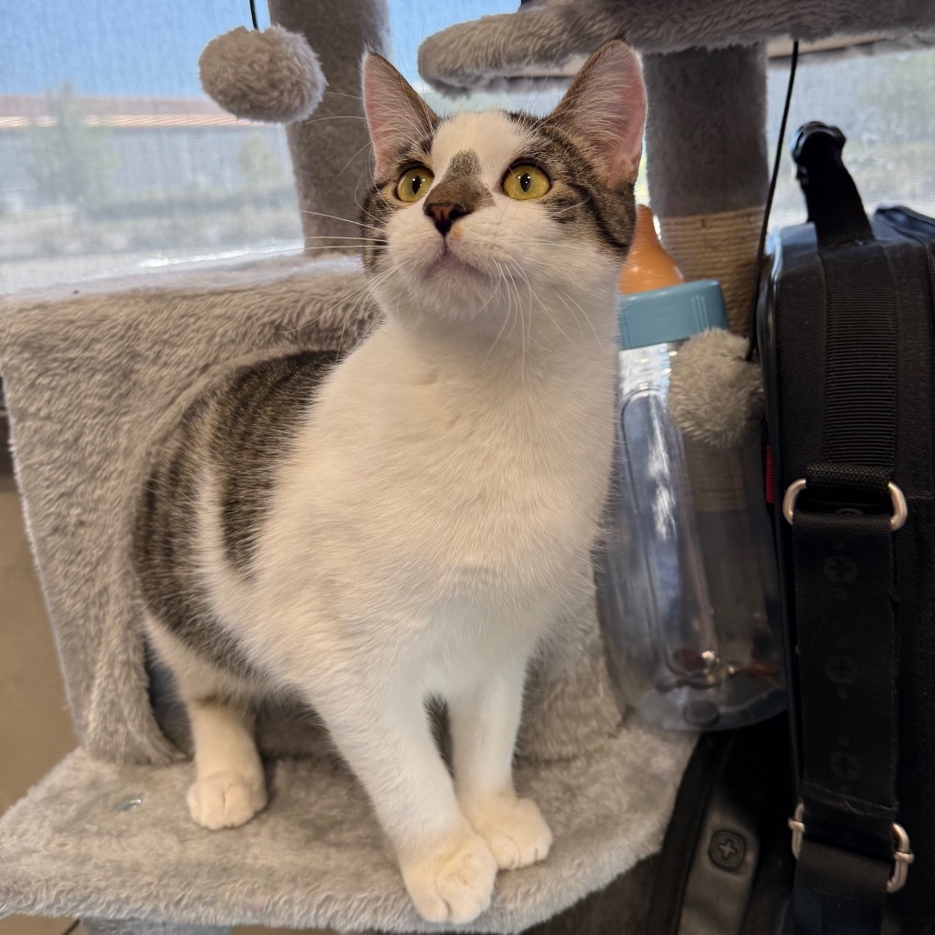 Lance, an adoptable Domestic Short Hair in Bismarck, ND, 58507 | Photo Image 1