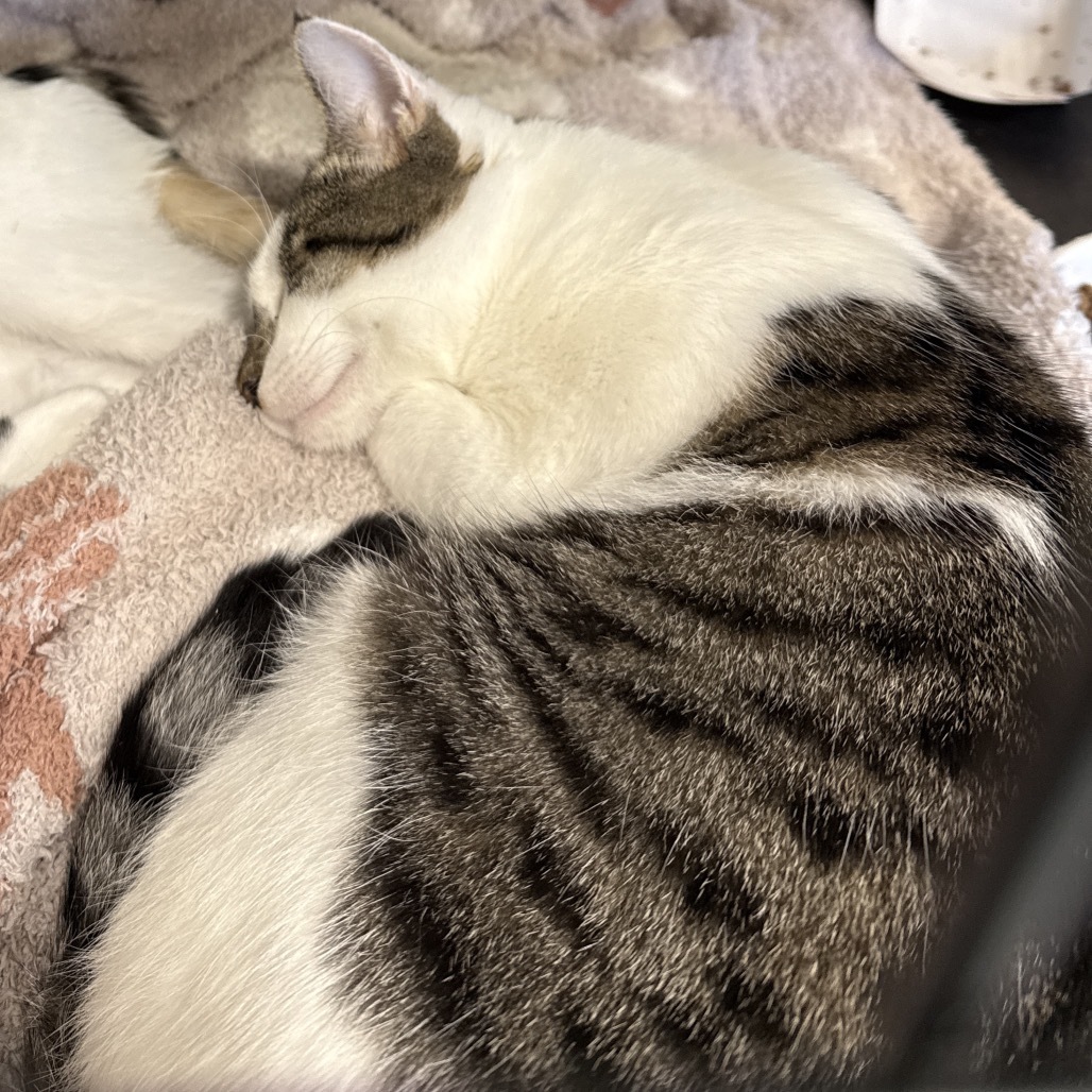 Lance, an adoptable Domestic Short Hair in Bismarck, ND, 58507 | Photo Image 2