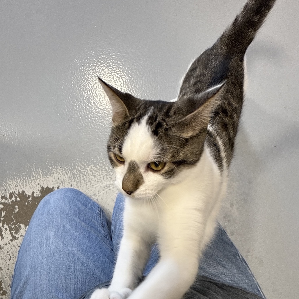 Lance, an adoptable Domestic Short Hair in Bismarck, ND, 58507 | Photo Image 3