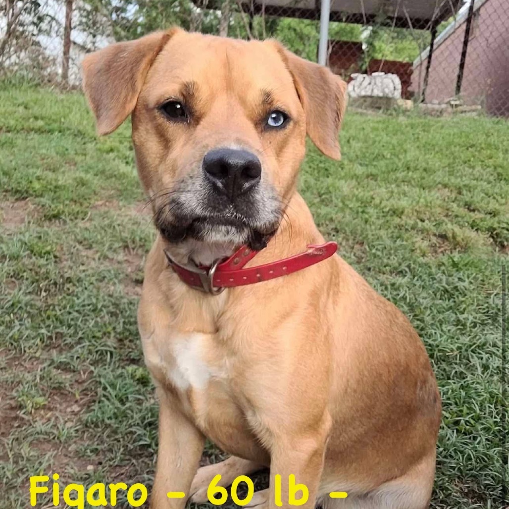 Figaro