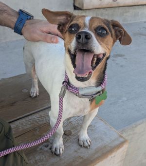 Animal Profile Dokey is a sweet 4-year-old pup whose owner is rehoming her due to personal health i