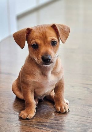 Animal Profile Meet the Ocean Litter - Coral Dune Kai Rip and Tide These sweet chiweenie pups 