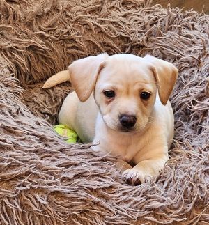 Animal Profile Meet the Ocean Litter - Coral Dune Kai Rip and Tide These sweet chiweenie pups 