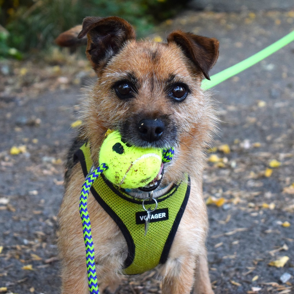 Nuka, an adoptable Welsh Terrier in Central Point, OR, 97502 | Photo Image 1