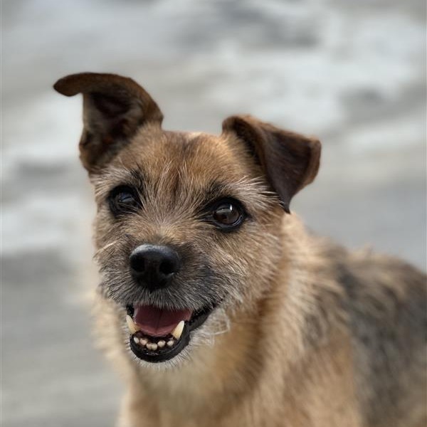 Nuka, an adoptable Welsh Terrier in Central Point, OR, 97502 | Photo Image 1