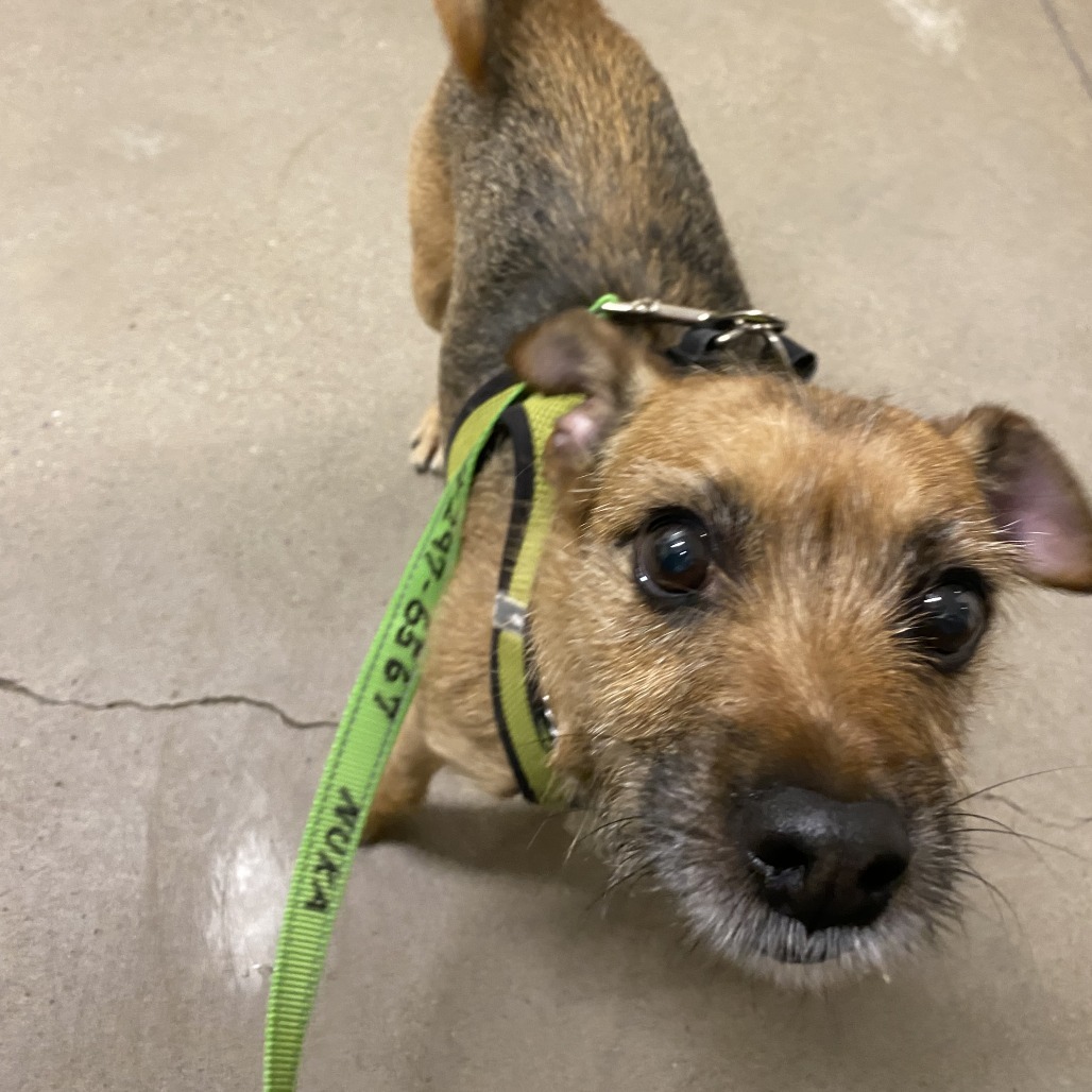 Nuka, an adoptable Welsh Terrier in Central Point, OR, 97502 | Photo Image 2