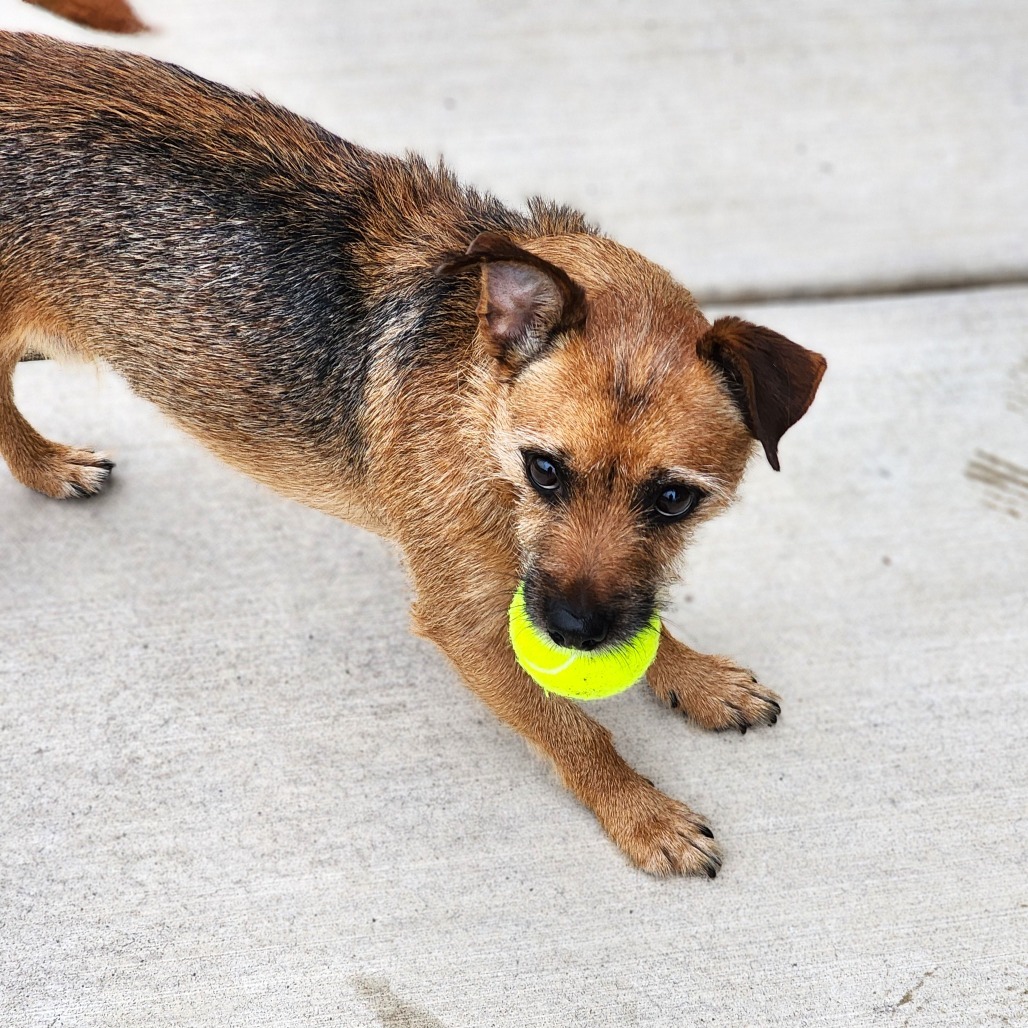 Nuka, an adoptable Welsh Terrier in Central Point, OR, 97502 | Photo Image 3