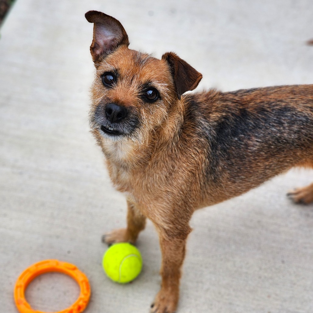 Nuka, an adoptable Welsh Terrier in Central Point, OR, 97502 | Photo Image 4