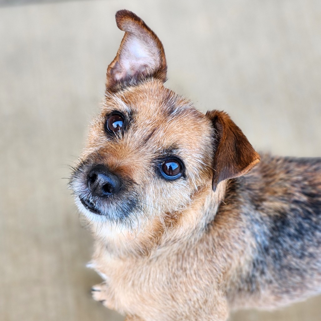 Nuka, an adoptable Welsh Terrier in Central Point, OR, 97502 | Photo Image 5