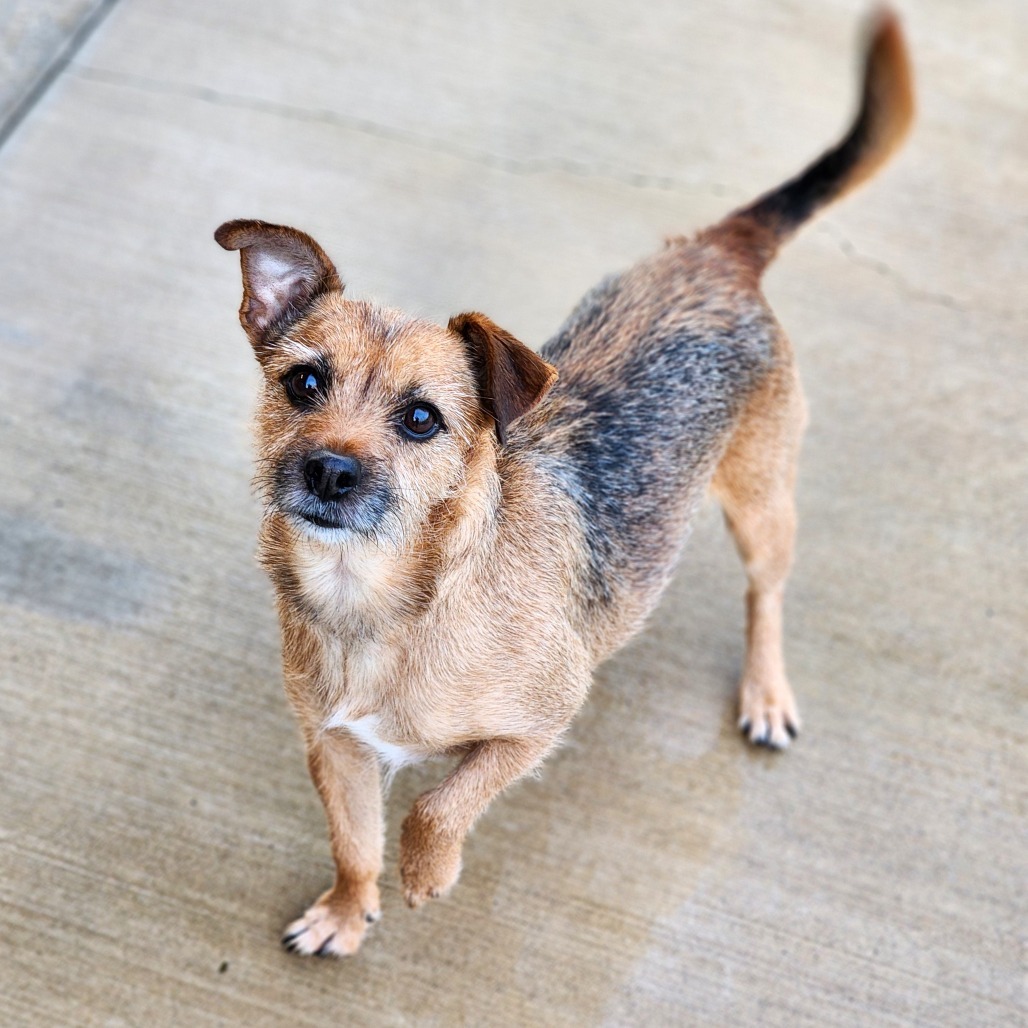 Nuka, an adoptable Welsh Terrier in Central Point, OR, 97502 | Photo Image 6