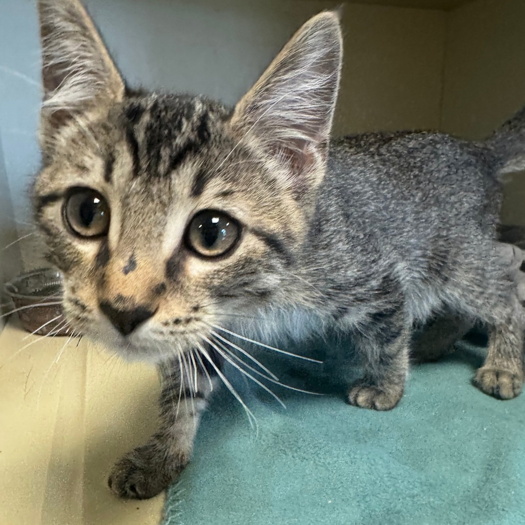 Mufasa, an adoptable Domestic Short Hair in Cody, WY, 82414 | Photo Image 1