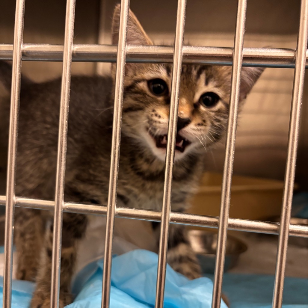 Mufasa, an adoptable Domestic Short Hair in Cody, WY, 82414 | Photo Image 2