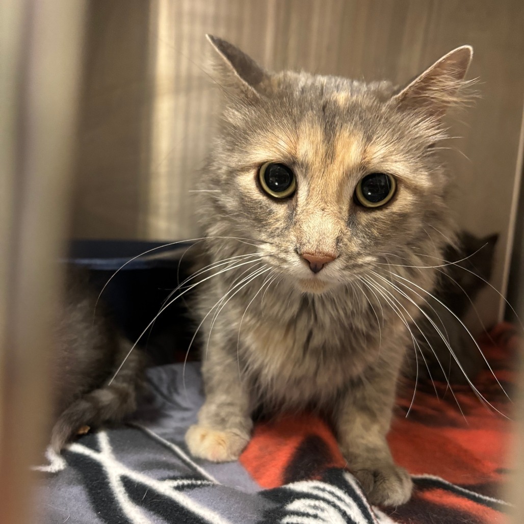 Steelie, an adoptable Domestic Medium Hair in Cody, WY, 82414 | Photo Image 1