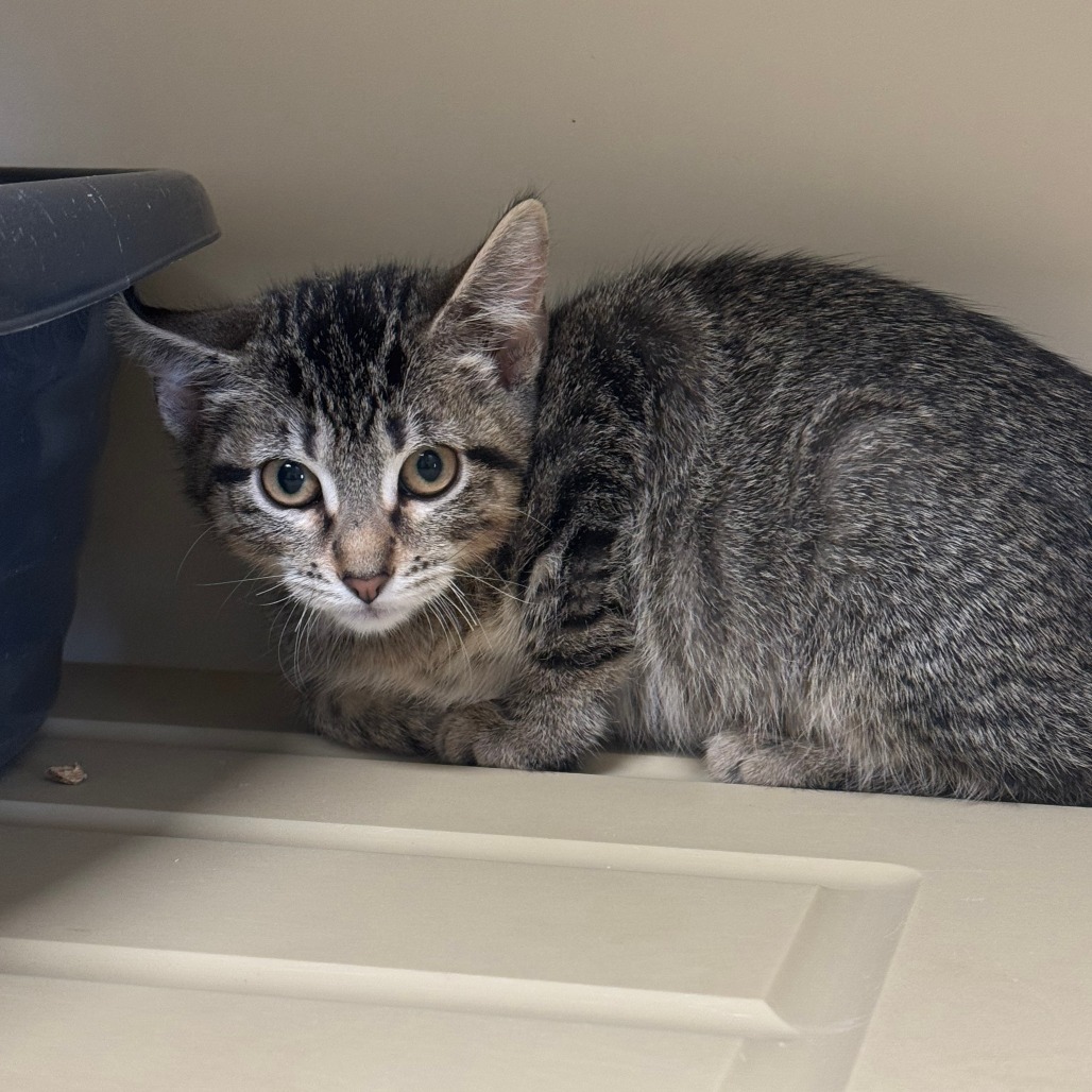 Zazu, an adoptable Domestic Short Hair in Cody, WY, 82414 | Photo Image 1