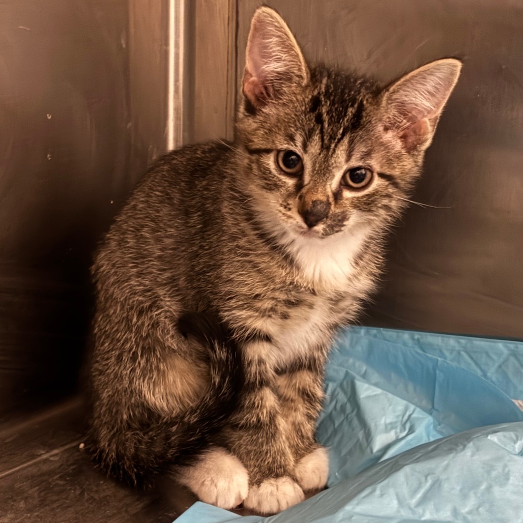 Zazu, an adoptable Domestic Short Hair in Cody, WY, 82414 | Photo Image 2