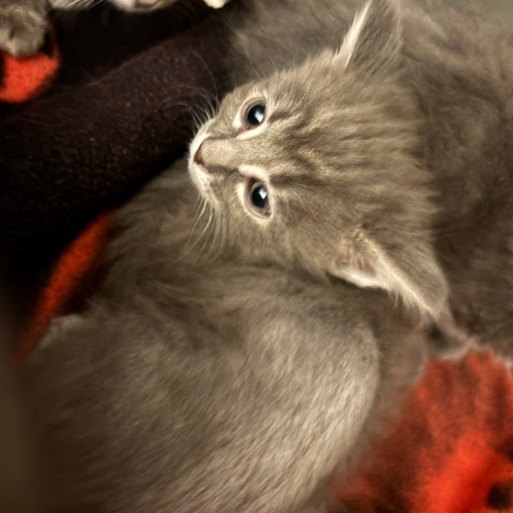 Cobalt, an adoptable Domestic Medium Hair in Cody, WY, 82414 | Photo Image 1