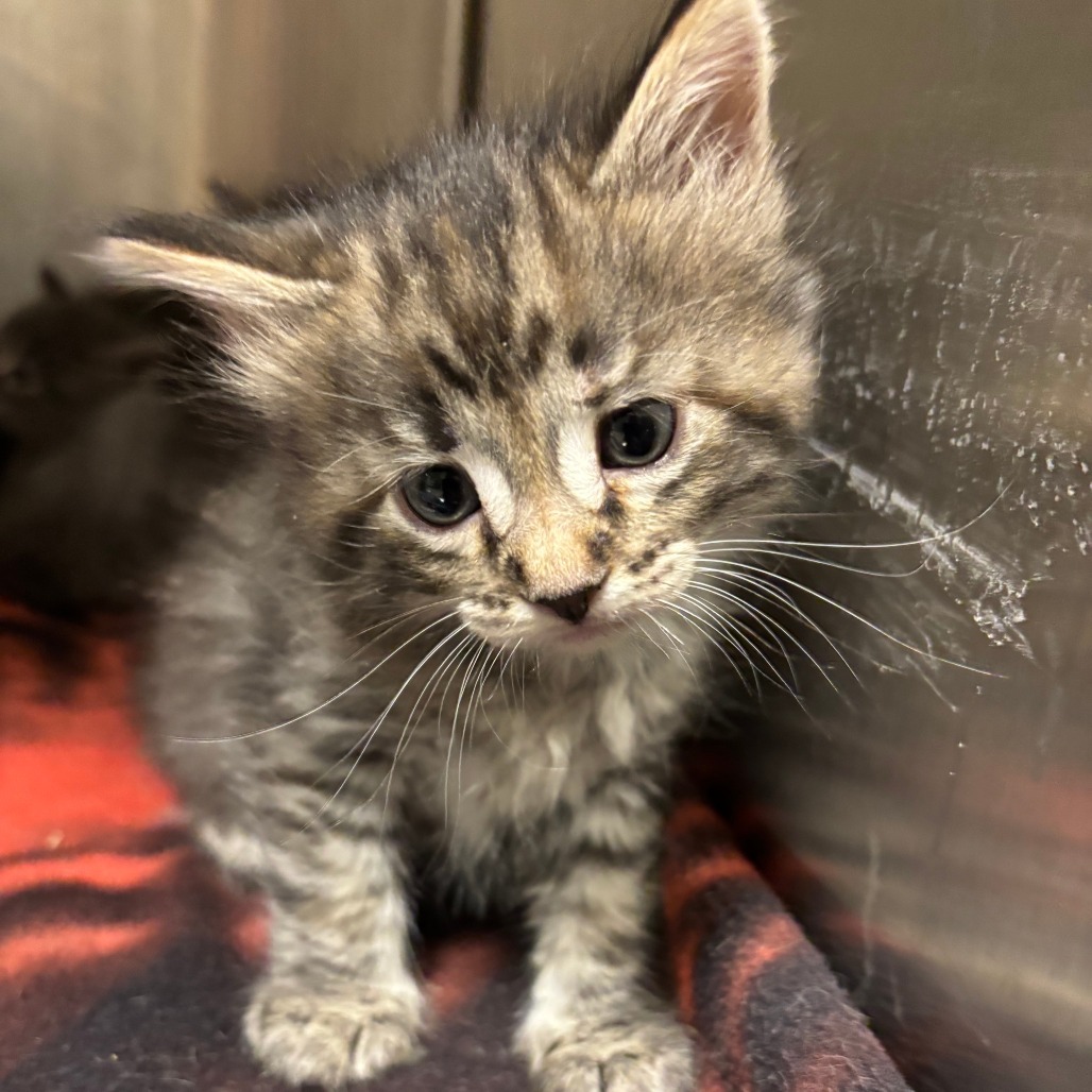 Titanium, an adoptable Domestic Medium Hair in Cody, WY, 82414 | Photo Image 1