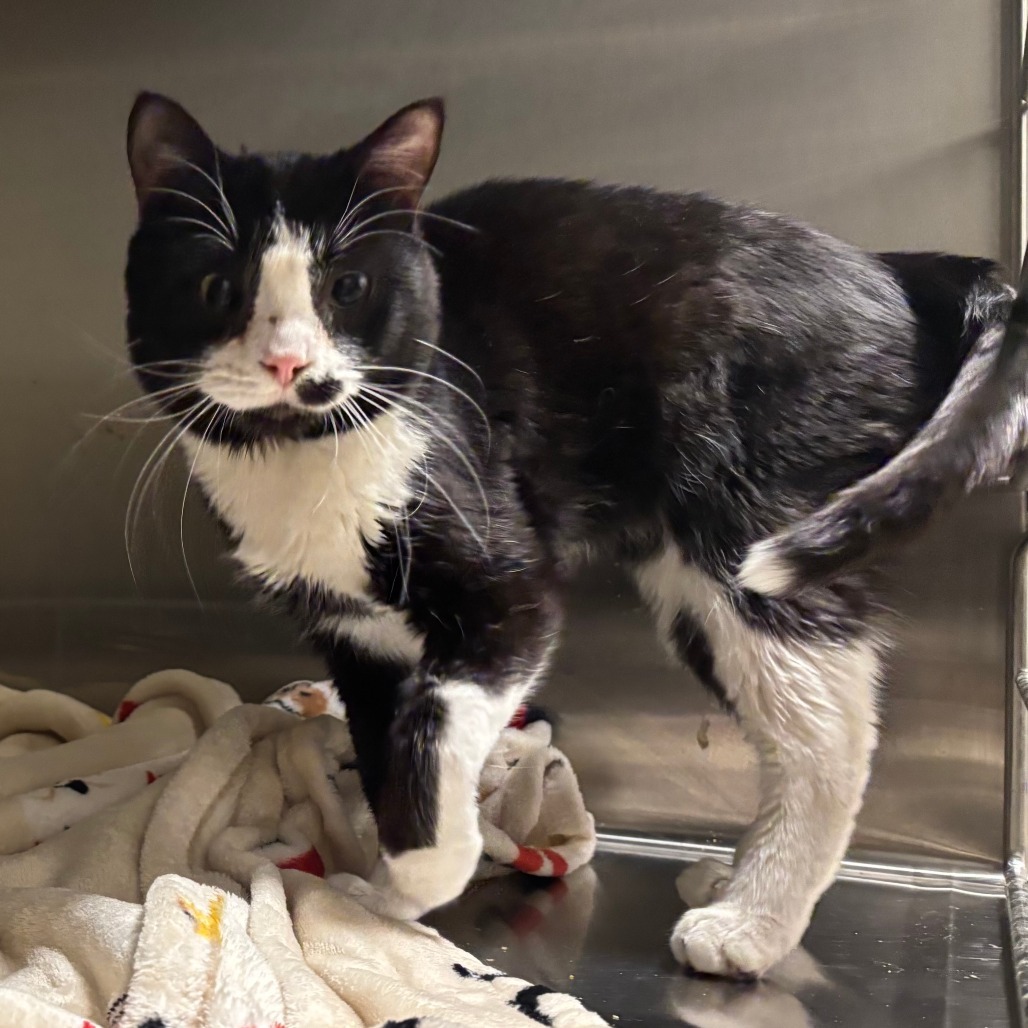 Cow, an adoptable Domestic Short Hair in Cody, WY, 82414 | Photo Image 1