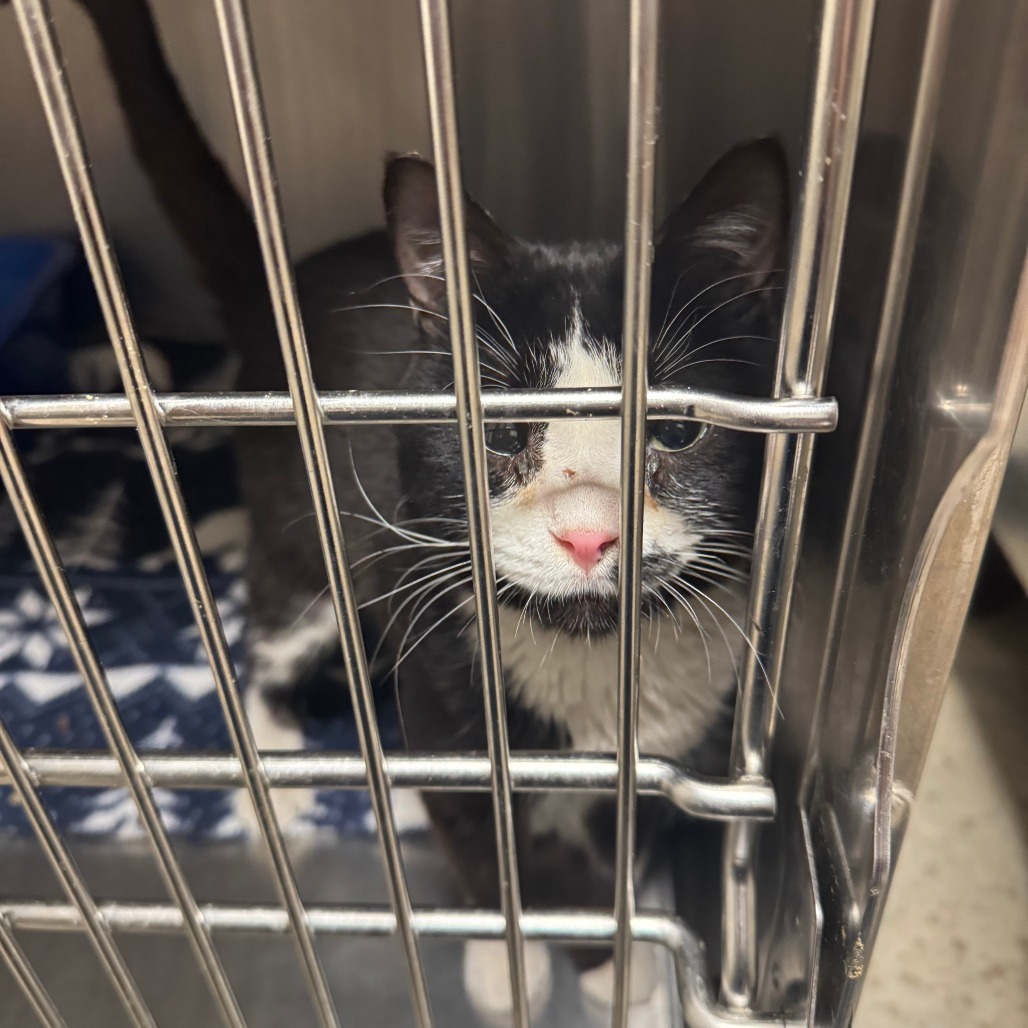 Cow, an adoptable Domestic Short Hair in Cody, WY, 82414 | Photo Image 2