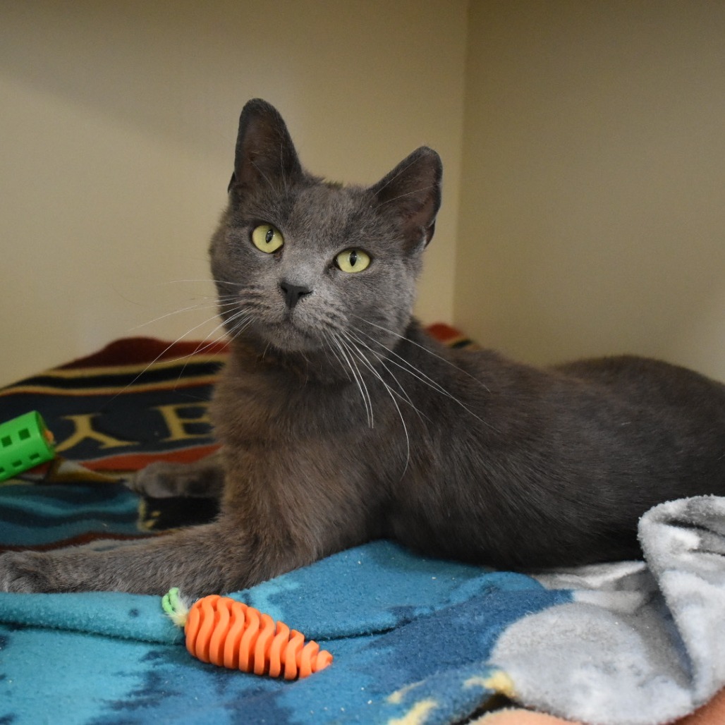 Marianne, an adoptable Domestic Short Hair in Cody, WY, 82414 | Photo Image 1