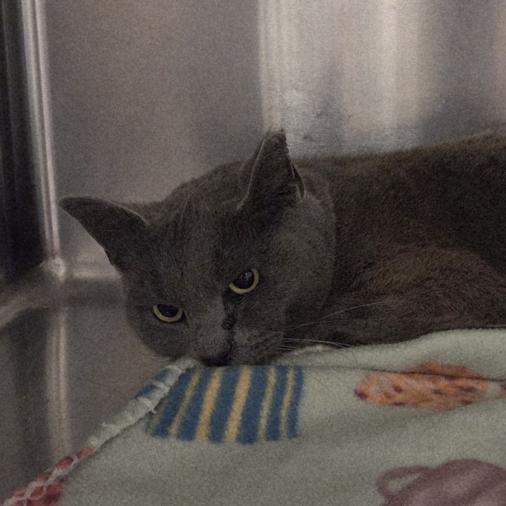 Marianne, an adoptable Domestic Short Hair in Cody, WY, 82414 | Photo Image 2