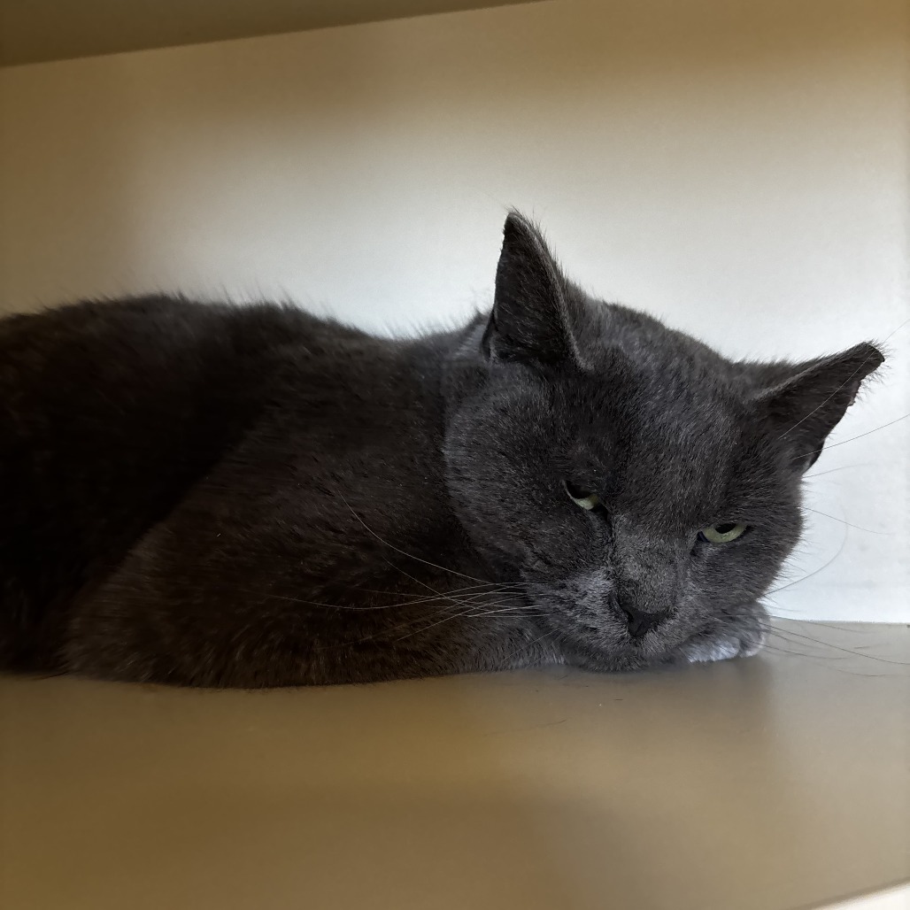 Marianne, an adoptable Domestic Short Hair in Cody, WY, 82414 | Photo Image 3