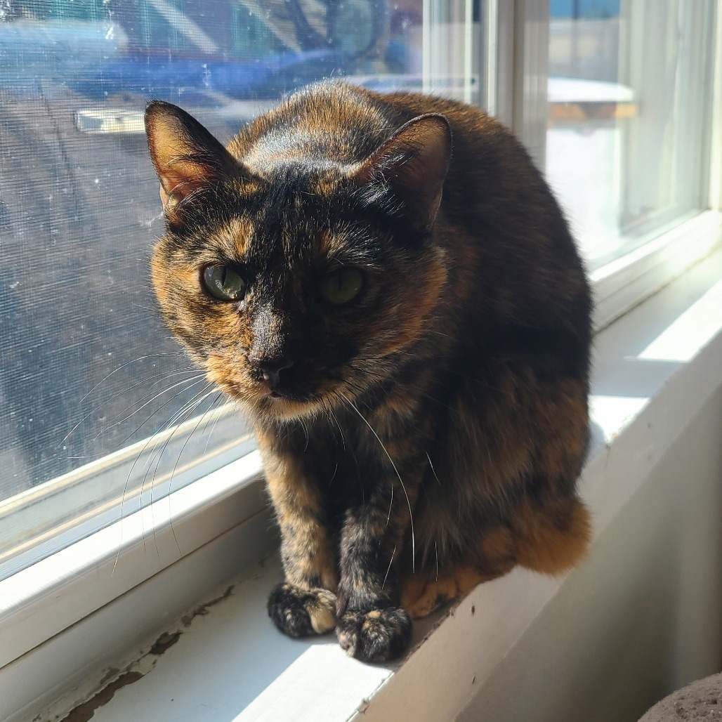 Cocoa Houston