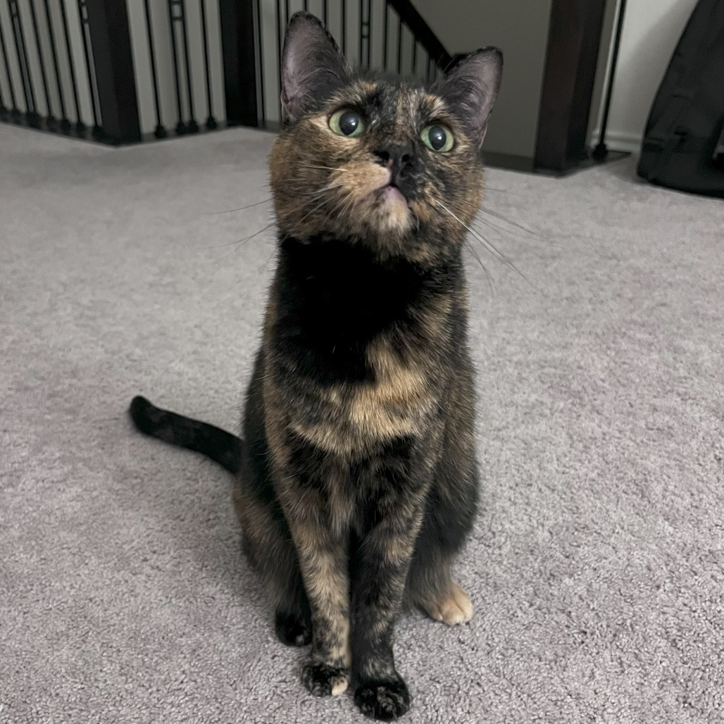 Cocoa Houston