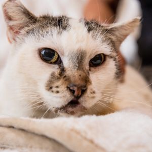 Meet Ella - From Shop Floor to Forever Home Ella is a lovely young lady who used
