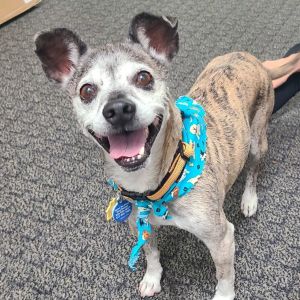 Lugnut, Senior Male unknown