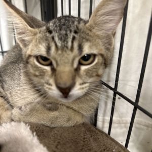 Limburger, Baby Male unknown