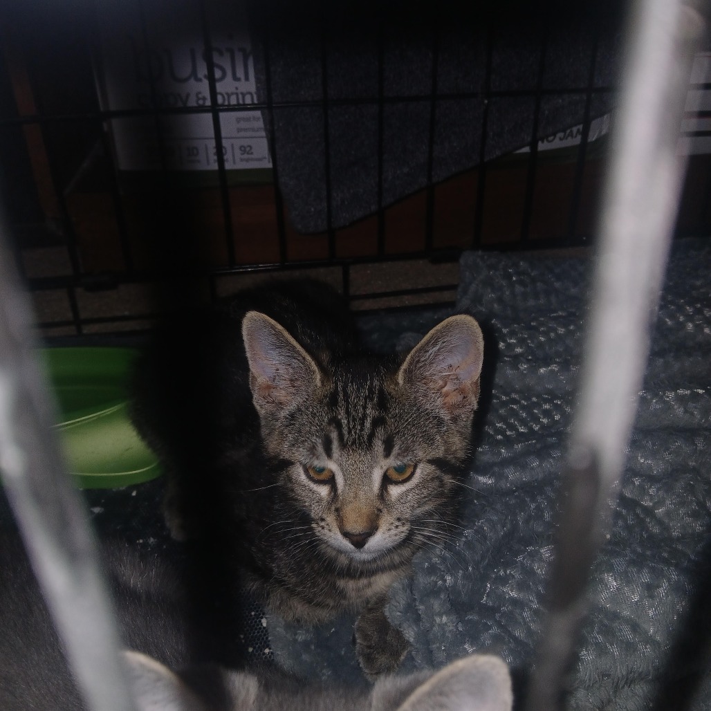 Oliver