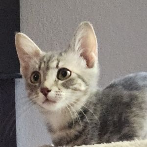 Olive, Baby Female unknown