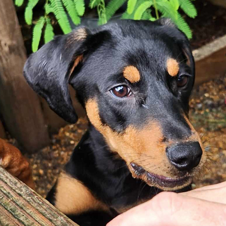Nova