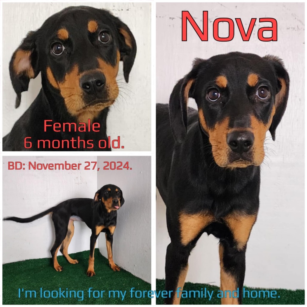 Nova