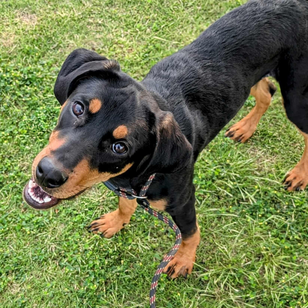 Nova