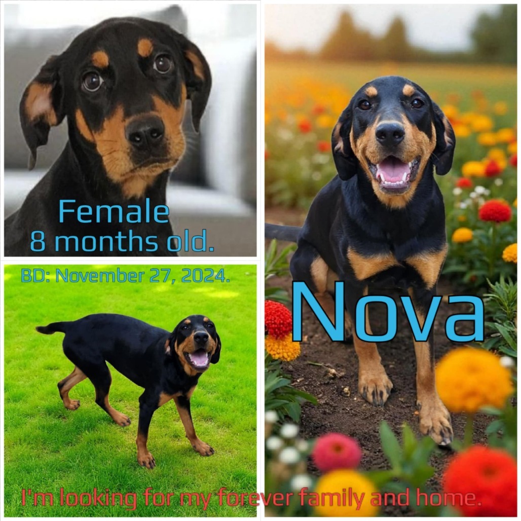 Nova