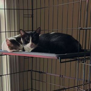 Zipper Domestic Short Hair Cat