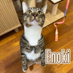 Enoki, Young Male unknown