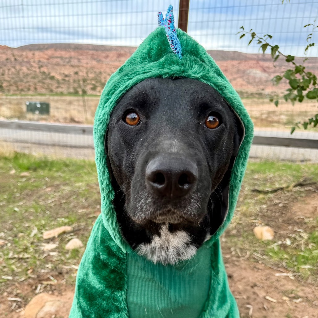 Juicebox, an adoptable Mixed Breed in Moab, UT, 84532 | Photo Image 1