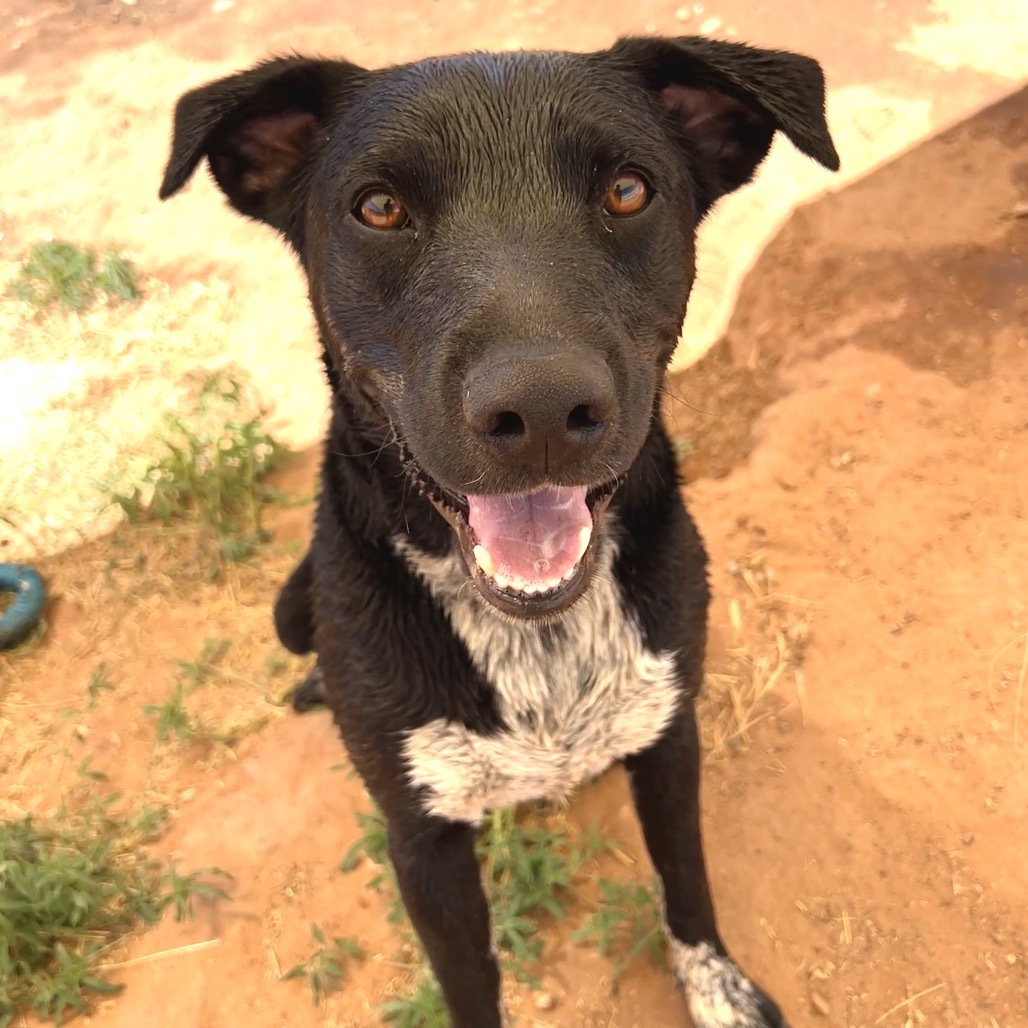 Juicebox, an adoptable Mixed Breed in Moab, UT, 84532 | Photo Image 2
