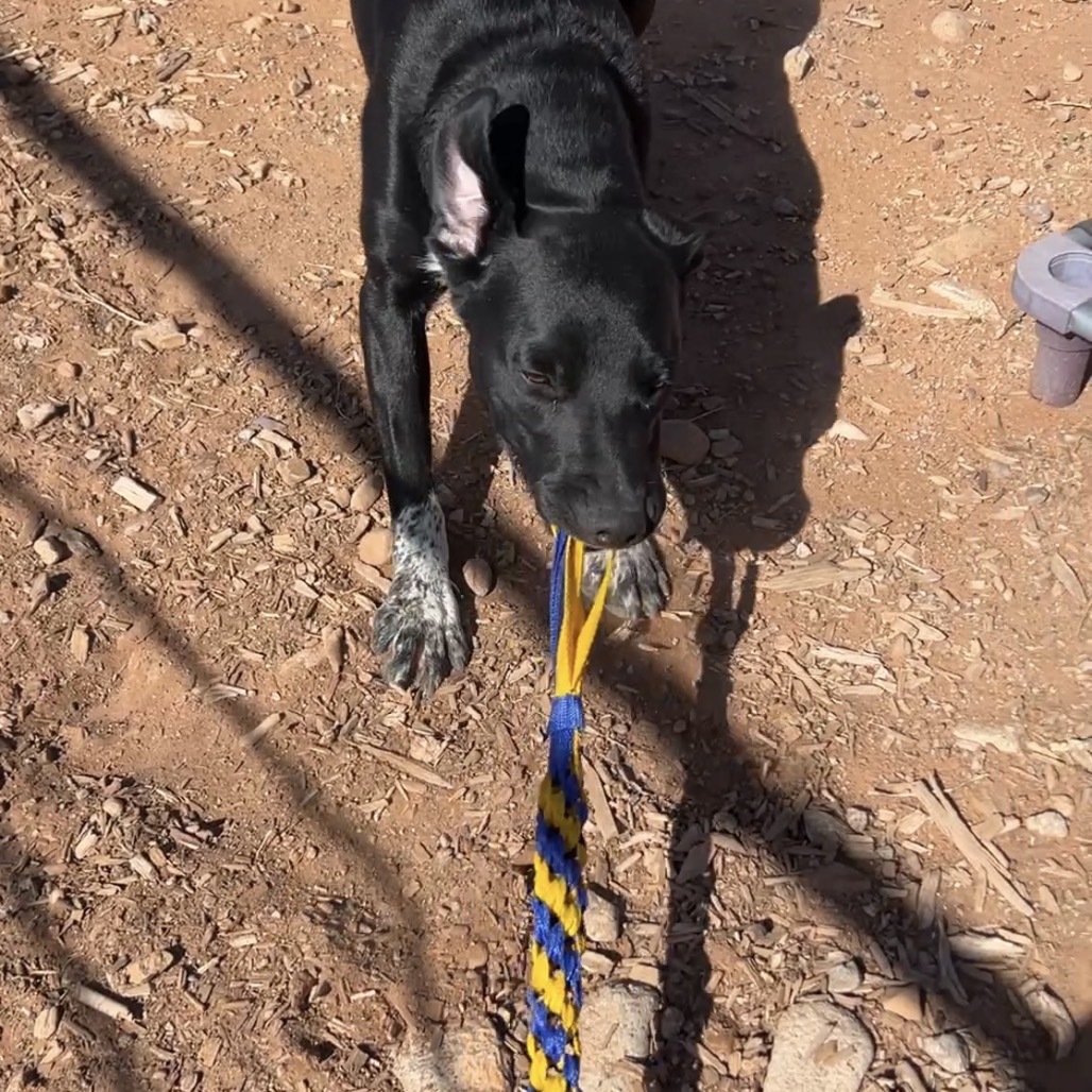 Juicebox, an adoptable Mixed Breed in Moab, UT, 84532 | Photo Image 3